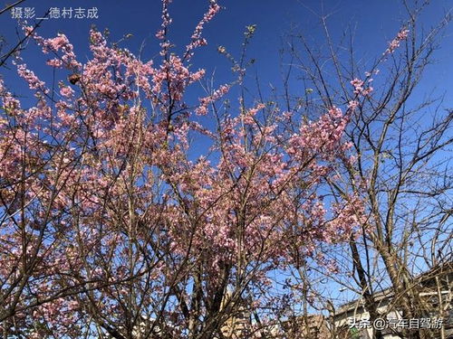 萬(wàn)葉集中關(guān)于櫻花的詩(shī)句