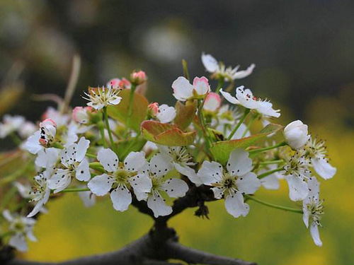梨花,詩(shī)句,桃花