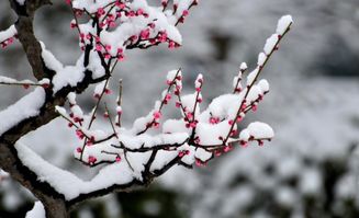 形容數九寒天的古詩(shī)句