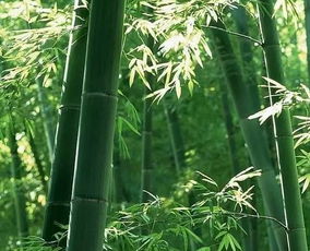 氣節,歌頌,詩(shī)句