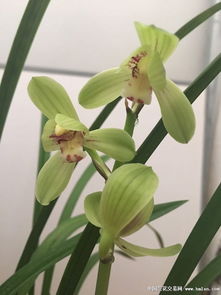 紫玉蘭花的詩(shī)句古詩(shī)