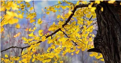 關(guān)于嘉陵江的古詩(shī)句