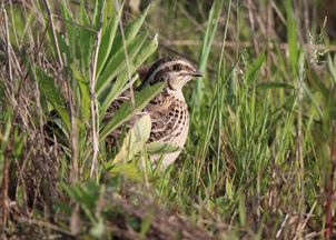 關(guān)于鵪鶉得詩(shī)句