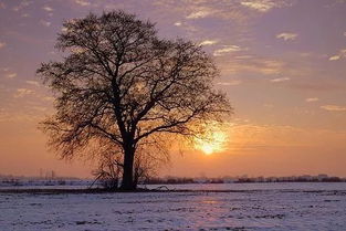 情緣的古詩(shī)句