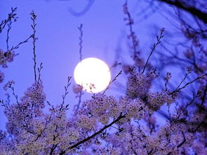 關(guān)于月亮升落的詩(shī)句