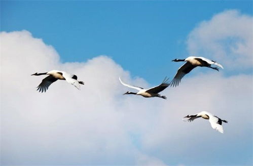 描寫(xiě)春天三月的古詩(shī)句