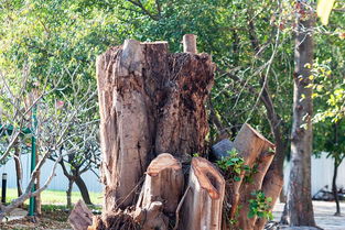 有關(guān)于山的古詩(shī)句