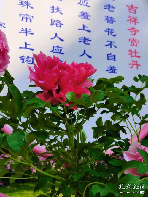 贊美牡丹的詩(shī)句古詩(shī)李白,贊美牡丹的詩(shī)句古詩(shī)白居易,牡丹贊美詩(shī)句古詩(shī)六字