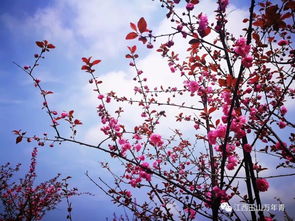 關(guān)于三月下江南詩(shī)句