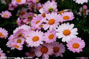 關(guān)于春天野菊花的詩(shī)句