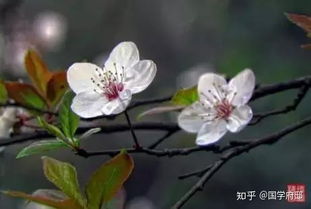 關(guān)于春的花詩(shī)句有哪些