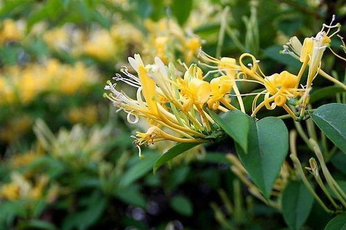 忍冬的詩(shī)句,贊美忍冬的詩(shī)句,描寫(xiě)忍冬的詩(shī)句