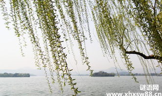 古詩(shī)中包含柳的詩(shī)句