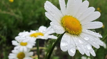 飛花,詩(shī)句,令帶菊