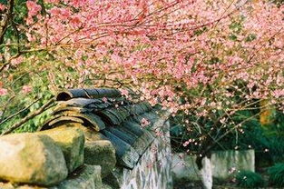 寫(xiě)春景的詩(shī)句古詩(shī)大全