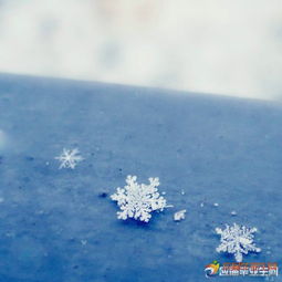 關(guān)于雪花優(yōu)美詩(shī)句