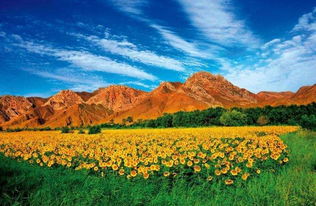 關(guān)于寧夏賀蘭山詩(shī)句