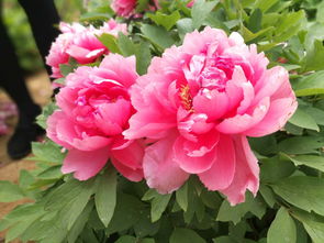 關(guān)于牡丹花拜的詩(shī)句