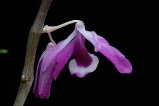 詩(shī)句,蘭花,pinden