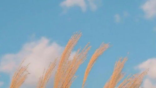 描寫(xiě)12月的優(yōu)美古詩(shī)句