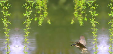 有關(guān)湖水柳樹(shù)詩(shī)句古詩(shī)