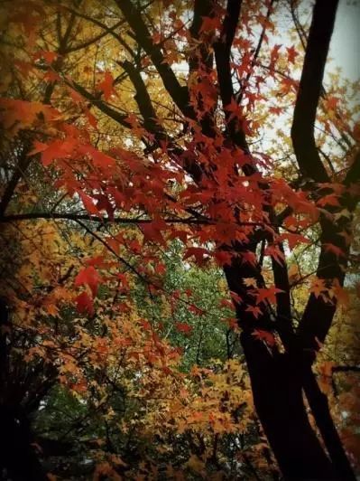 寫(xiě)秋雨紅葉的詩(shī)句古詩(shī)