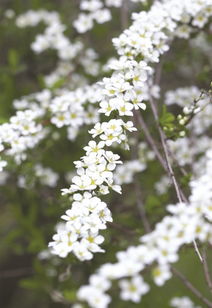 關(guān)于噴雪花的詩(shī)句