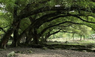 關(guān)于榕樹(shù)的作文和詩(shī)句