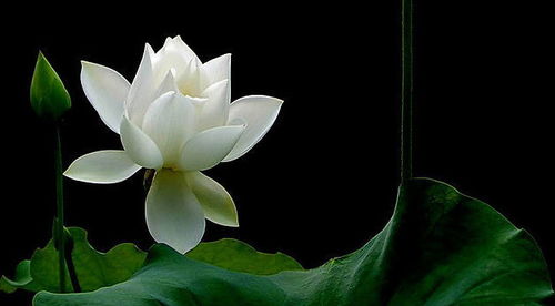 關(guān)于太湖的詩(shī)句采蓮花