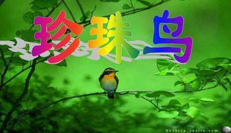 關(guān)于珍珠鳥(niǎo)的詩(shī)句和成語(yǔ)
