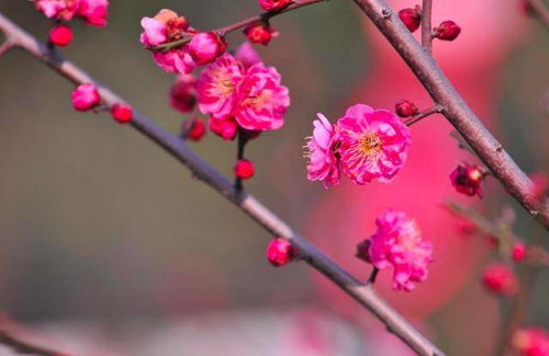 詩(shī)句,于人,真情