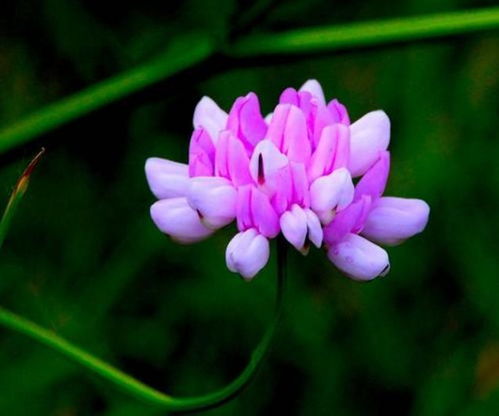 關(guān)于不再迷惘的詩(shī)句