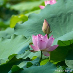 夏天的詩(shī)句古詩(shī)大全小學(xué)生