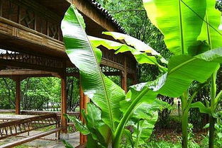 關(guān)于雨打芭蕉麻雀聚的詩(shī)句