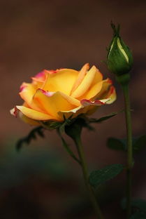 關(guān)于香水月季的詩(shī)句