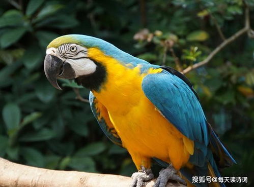 關(guān)于鸚鵡的詩(shī)句古詩(shī)