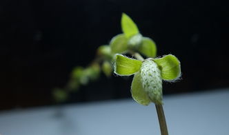 關(guān)于柳枝發(fā)芽的詩(shī)句