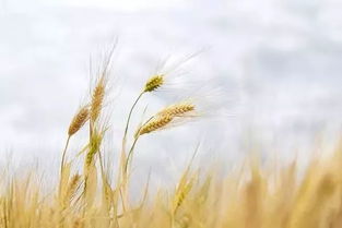 芒種,詩(shī)句,描寫(xiě)