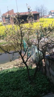 寫(xiě)兩首關(guān)于景物的詩(shī)句