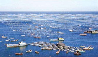 海洋生物,詩(shī)句,未來(lái)