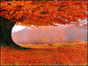 關(guān)于秋天開(kāi)心快樂(lè )的詩(shī)句