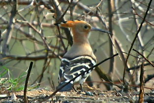 關(guān)于很多鳥(niǎo)的詩(shī)句