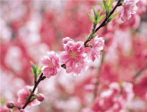 關(guān)于桃花佳人的詩(shī)句