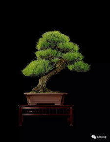 關(guān)于松樹(shù)代表長(cháng)壽的詩(shī)句