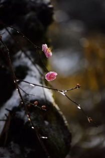 關(guān)于生生不息的詩(shī)句