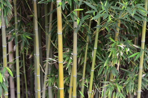 冬天描寫(xiě)竹子的詩(shī)句古詩(shī)大全