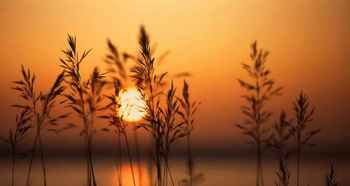 形容日落回家的古詩(shī)句