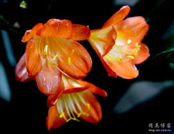 贊美君子蘭的詩(shī)句古詩(shī)