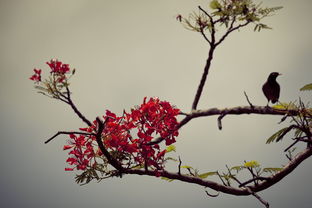 描寫(xiě)冬天寫(xiě)梅的詩(shī)句古詩(shī)