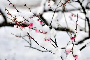 描寫(xiě)冬天梅花的詩(shī)句古詩(shī)大全,描寫(xiě)冬天荷花的詩(shī)句古詩(shī)大全,小學(xué)描寫(xiě)冬天的詩(shī)句古詩(shī)大全300首